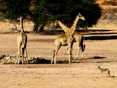jirafas con chacal en el Kalahari