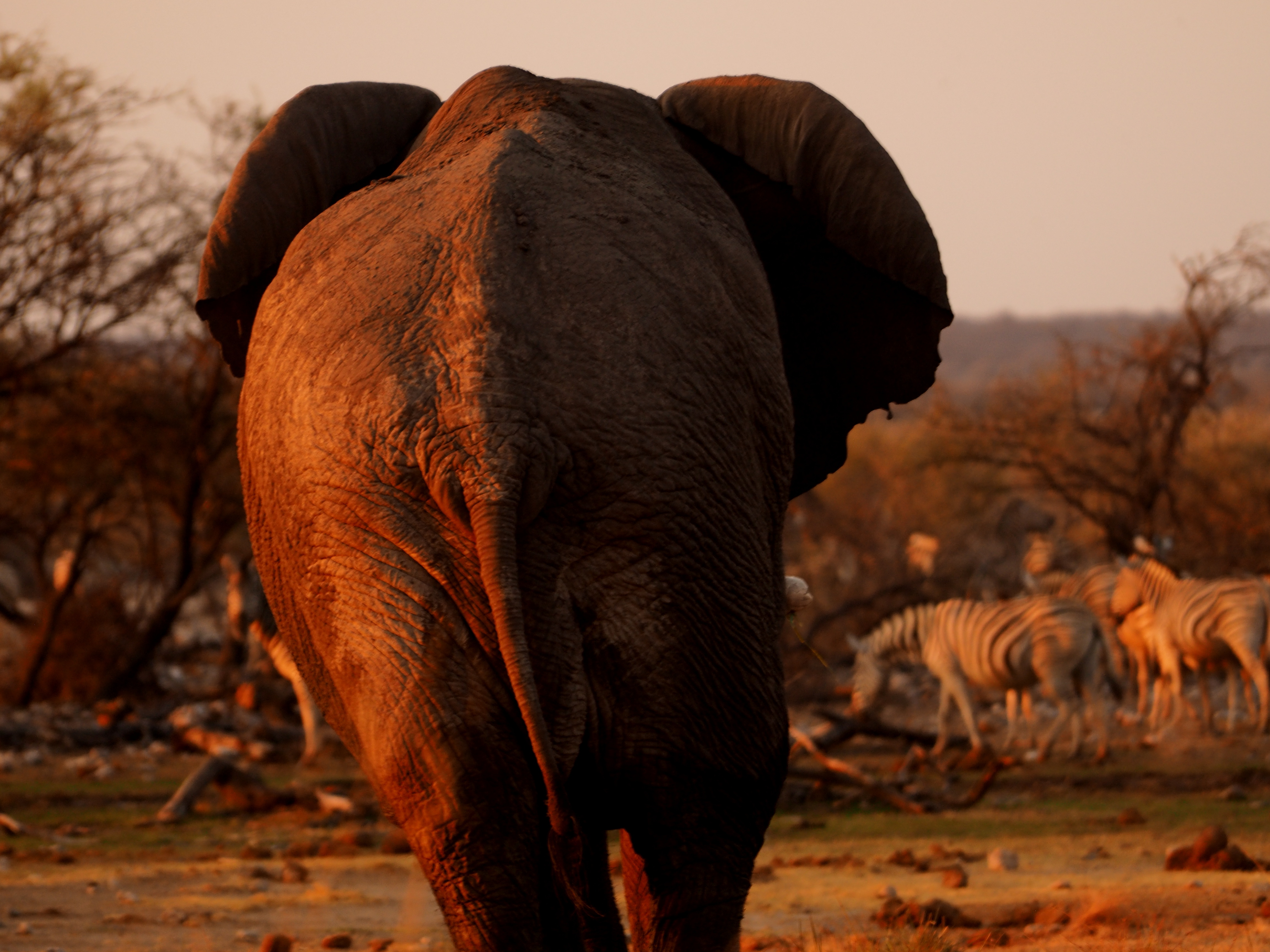 Elefante en Etosha