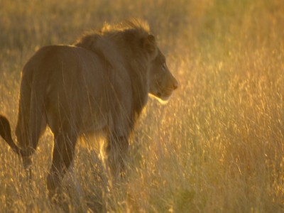 leon al amanecer en el Kalahari