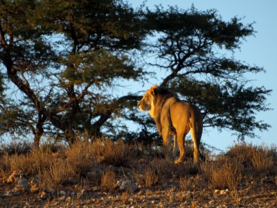 Otro león al amanecer en el Kalahari