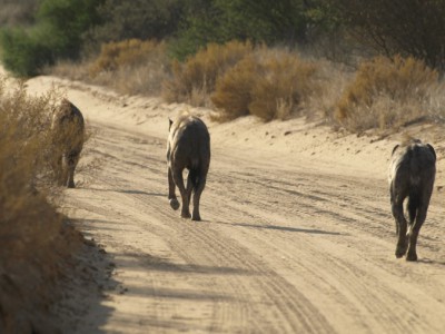 Tres hienas nos salen al encuentro