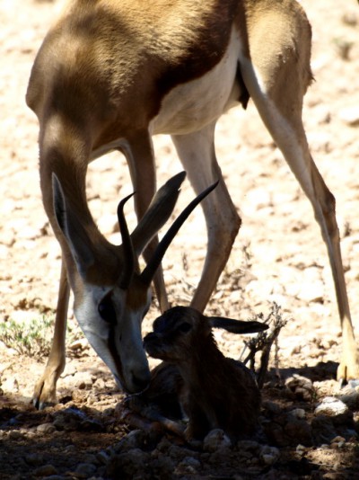 acaba de nacer un bebe en el Kalahari