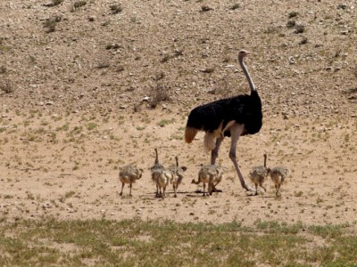 avestruz con sus crias en el Kalahari