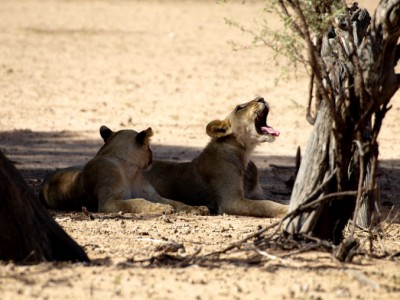 leonas rugiendo en el Kalahari