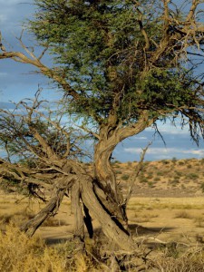 Un árbol en el Kalahari