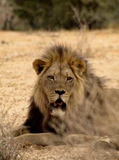 León del Kalahari