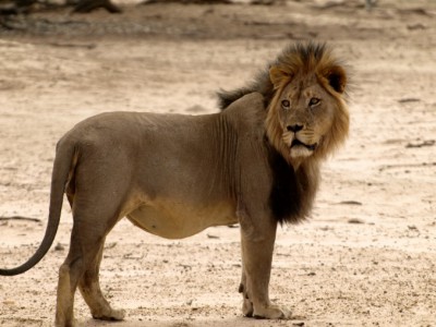 Gran león del Kalahari