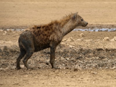 Hiena en el Kalahari