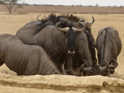 Grupo de ñus en el Kalahari
