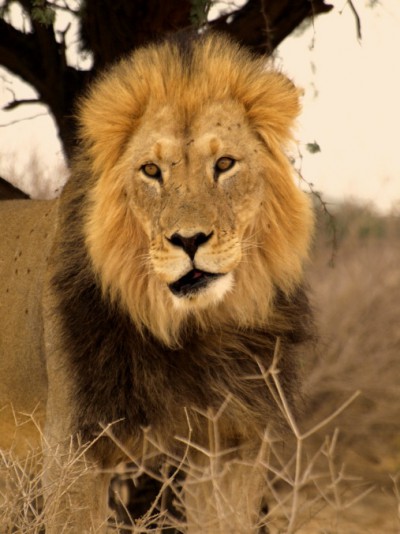 El leon de melena negra del Kalahari