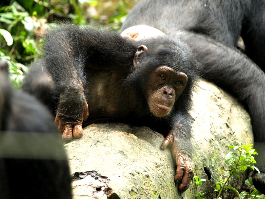Chimpance en la reserva