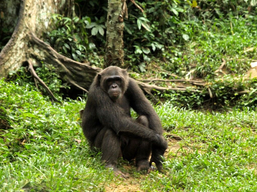 Chimpance en Afi