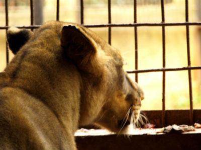 Leona en el zoo de Yaounde