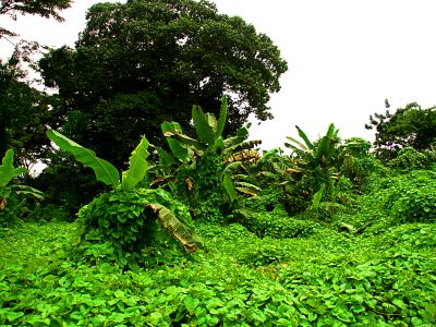 La selva ecuatorial en Guinea