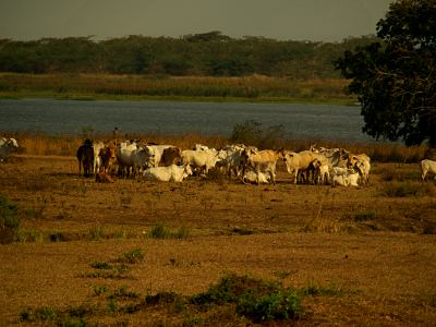 Vacas a orilla del Zambeze
