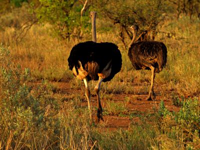 Avestruces en el Kruger