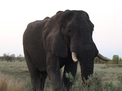 El Kruger esta lleno de elefantes