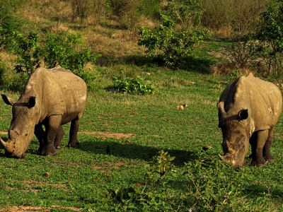 Rinocerontes en el Kruger