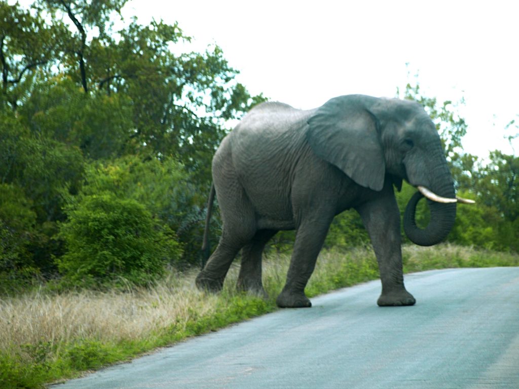 Elefantes en el Kruger