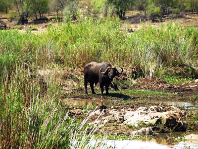 Un bufalo solitario en el Kruger