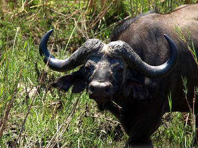 Búfalo al encuentro en el Kruger