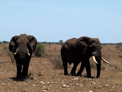Dos elefantes pasando por delante de nuestras narices en el Kruger