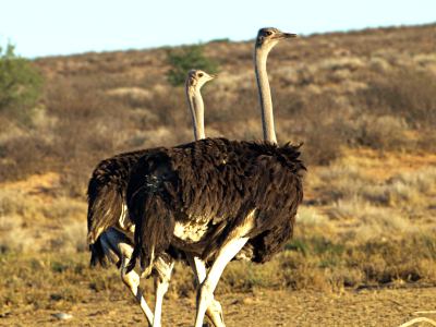 Avestruces en el Kalahari