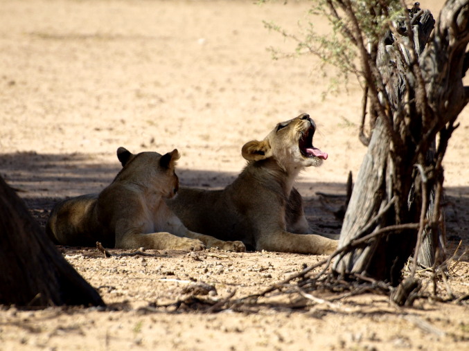 Dos leones en el Kalahari