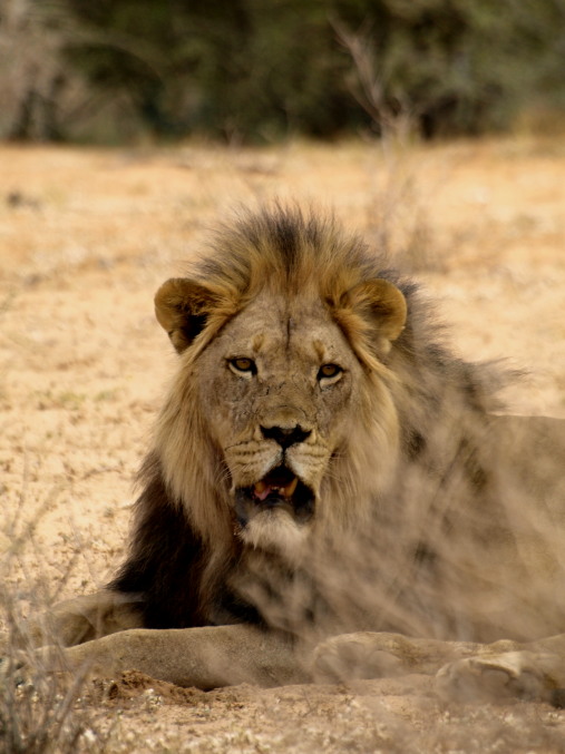 El Kalahari y el león del desierto