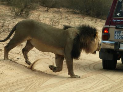 león del Kalahari