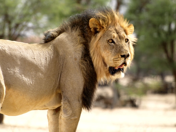 El león del Kalahari