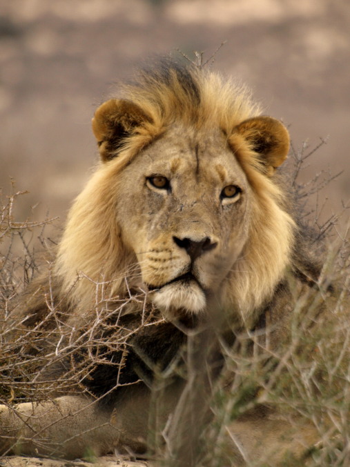 León en el Kalahari