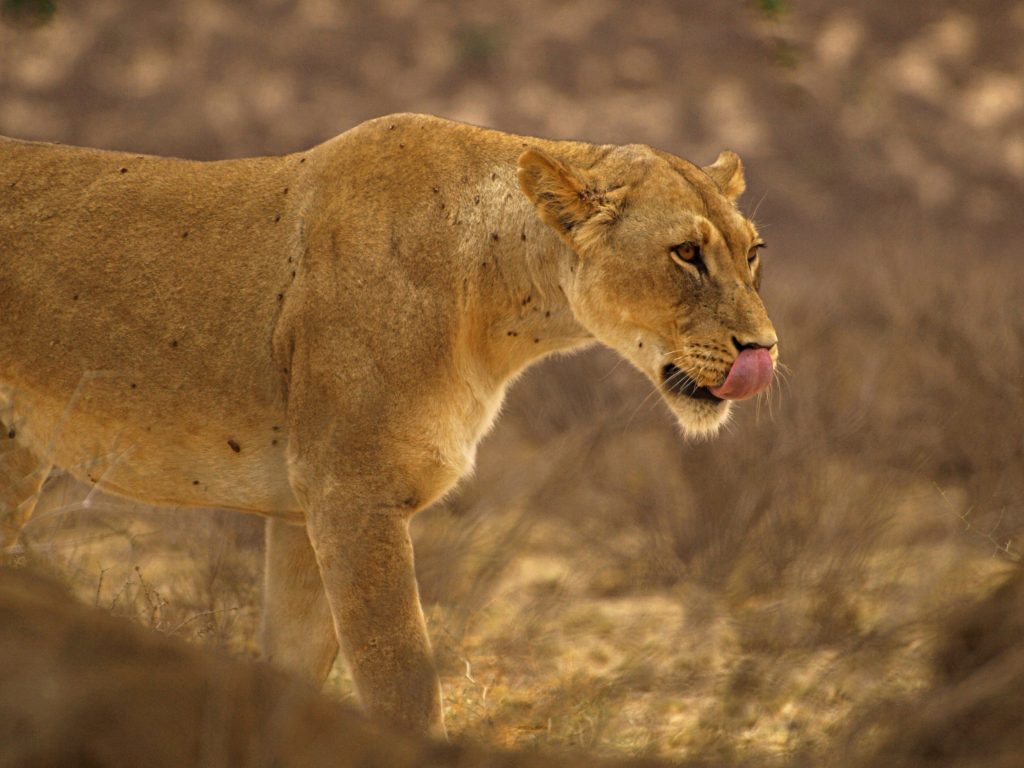 Una leona en el Kalahari