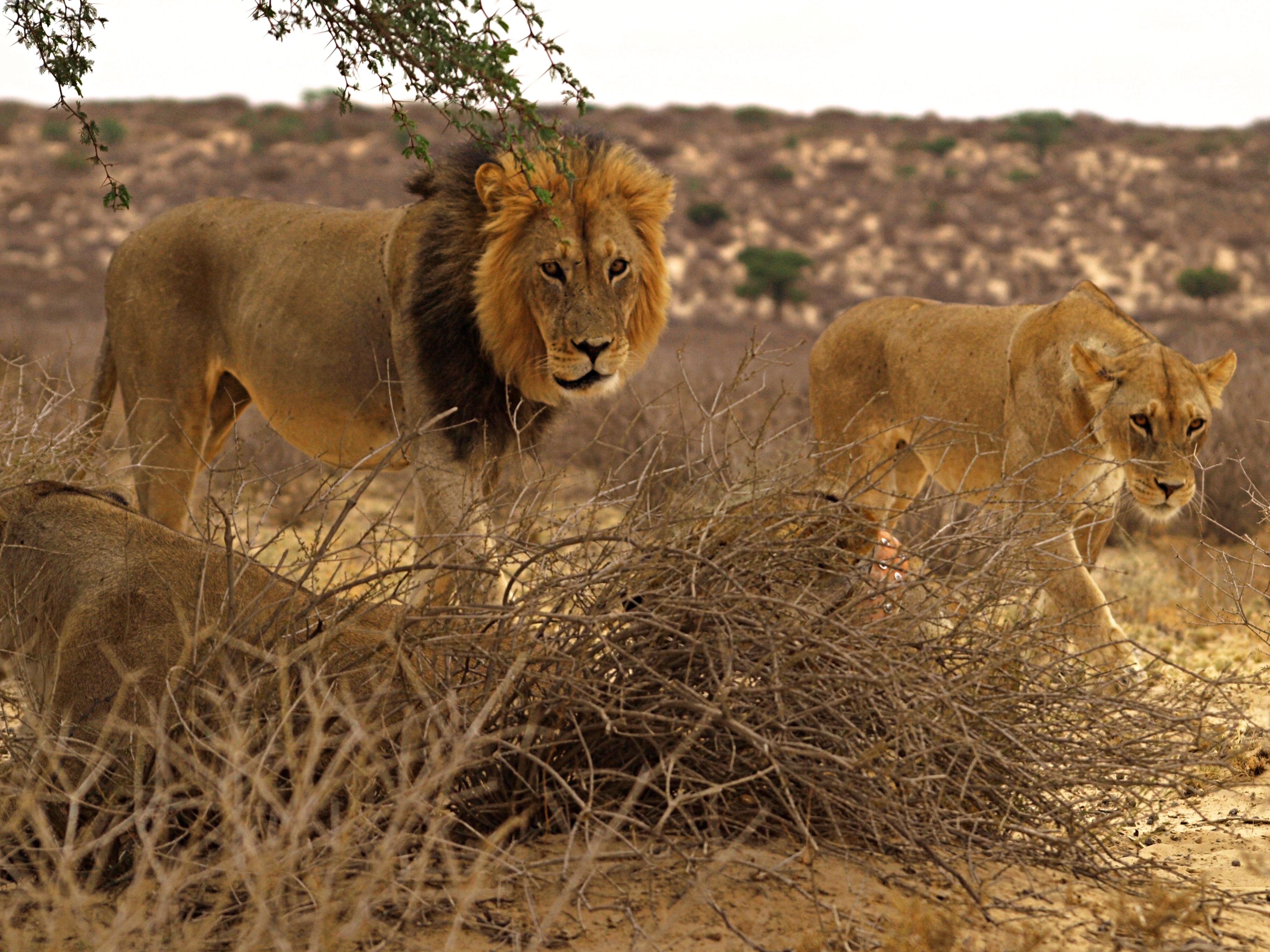 Leones en el Kalahari