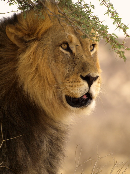 Un león en el Kalahari