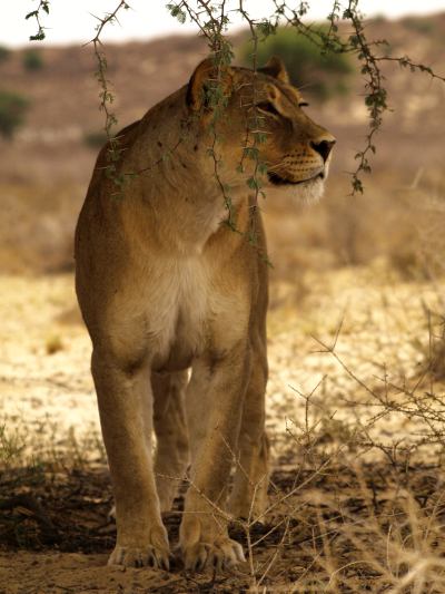Leona en el Kalahari