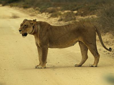 Una leona en una pista del Kalahari