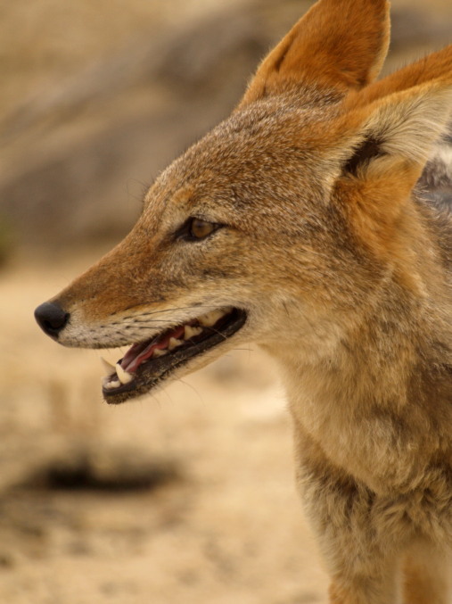 Un chacal en el Kalahari Sudáfrica