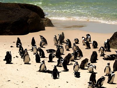 Pinguinos en el Cabo de Buena Esperanza Sudáfrica