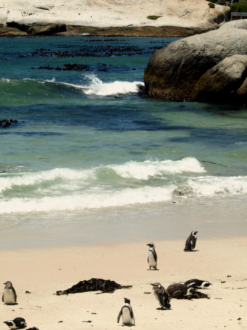 Colonia de pingüinos en Sudafrica