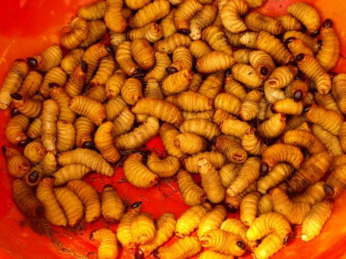 Un manjar en el Congo, gusanos vivos, se comen vivos