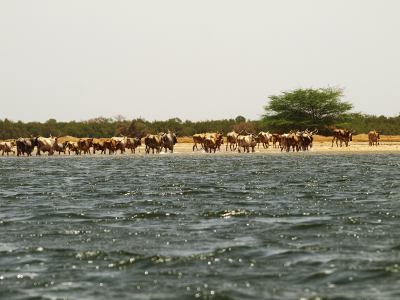 Mas vacas atravesando Senegal