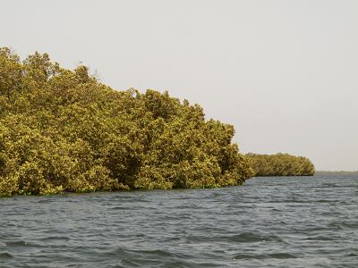 Navegando por los manglares