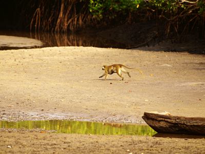 Un mono entre los manglares
