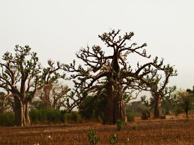 baobab de Senegal