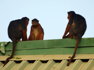 Unos monos en un resort de Gambia