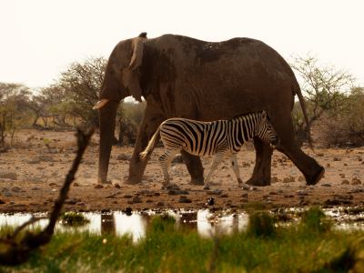 Elefante y cebra en Ethosa