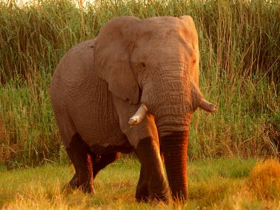 Elefante en Ethosa