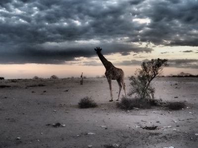 Una jirafa observa de madrugada en Ethosa