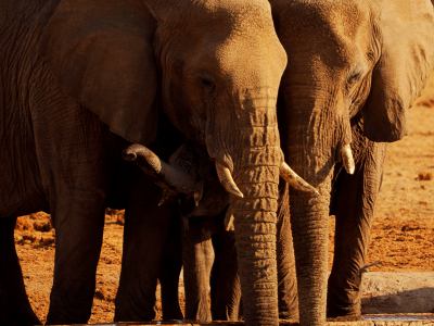 Varios elefantes en Ethosa